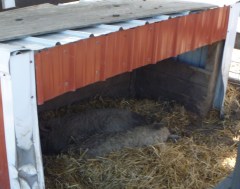 The hind legs of these long-haired pigs are worth $1,000 each. Sorry, Wilbur.