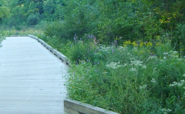 Wildflowers along the existing portion of the trail.